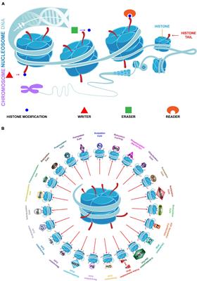 Targeting Histone Modifications in Breast Cancer: A Precise Weapon on the Way